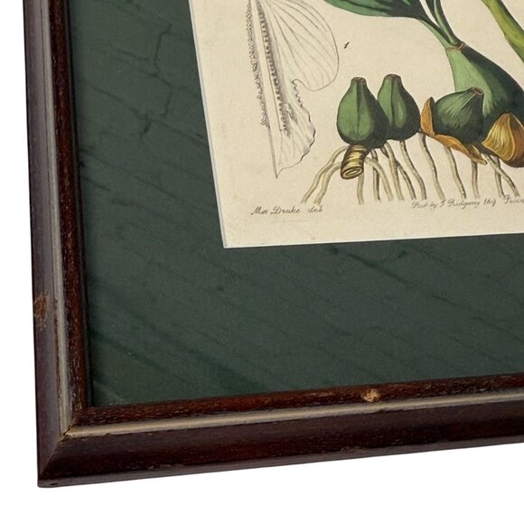 Framed Botanical Print Vintage Art Print 12.25" High White Flower - Picture 14 of 15